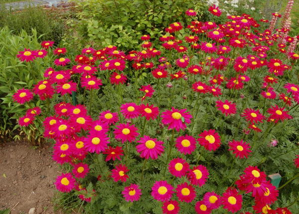 Pyrethrum Robinson: Anbau aus Samen
