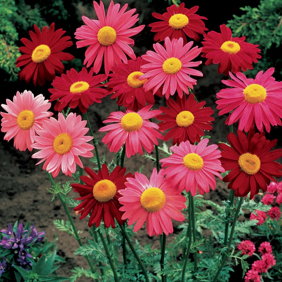 Pyrethrum Giant Robinson: Anbau aus Samen