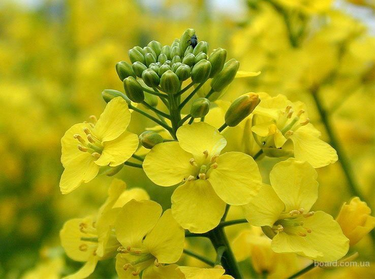Raps – Pflanze und Anwendung