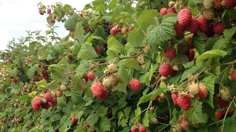Himbeeren: Anbau und Pflege im Freiland