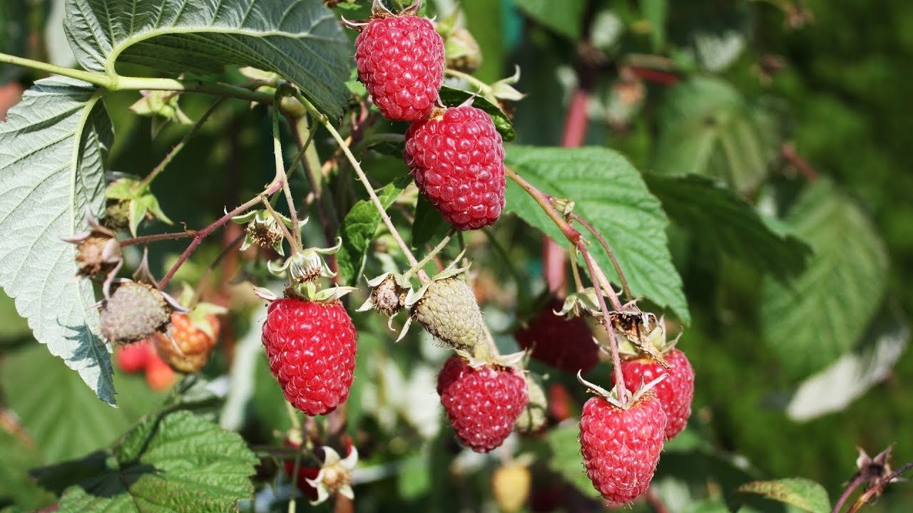 Himbeerpflanzung im August