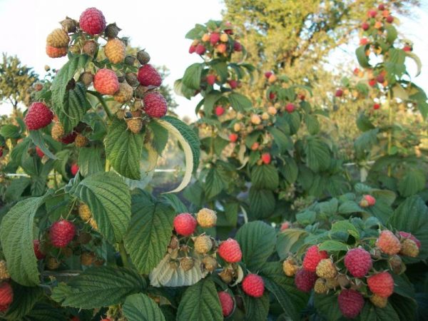 Herbstpflanzung von Himbeeren in Sibirien