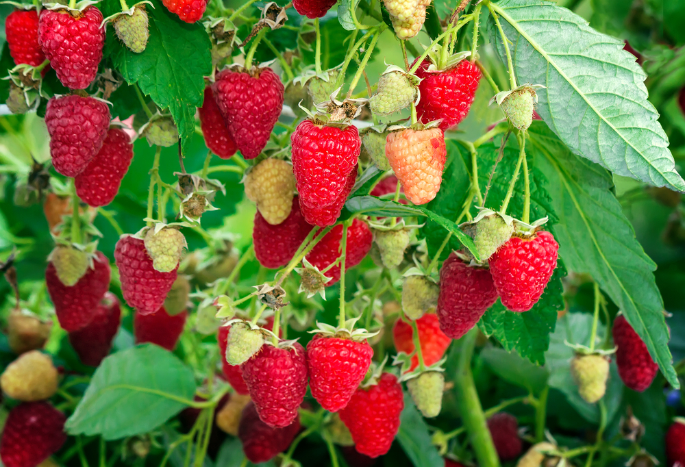 Pflanzung von Himbeeren im Sommer