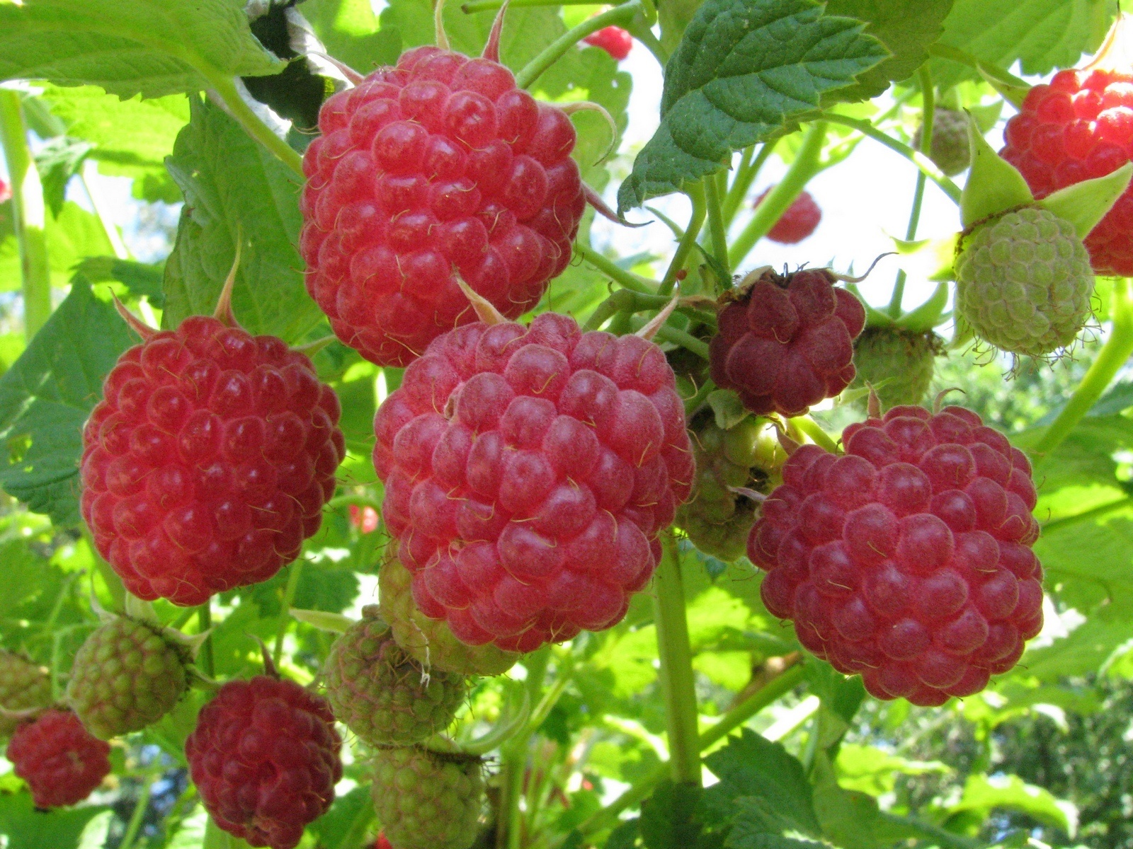 Pflanzung von Himbeeren im Sommer mit grünen Ablegern