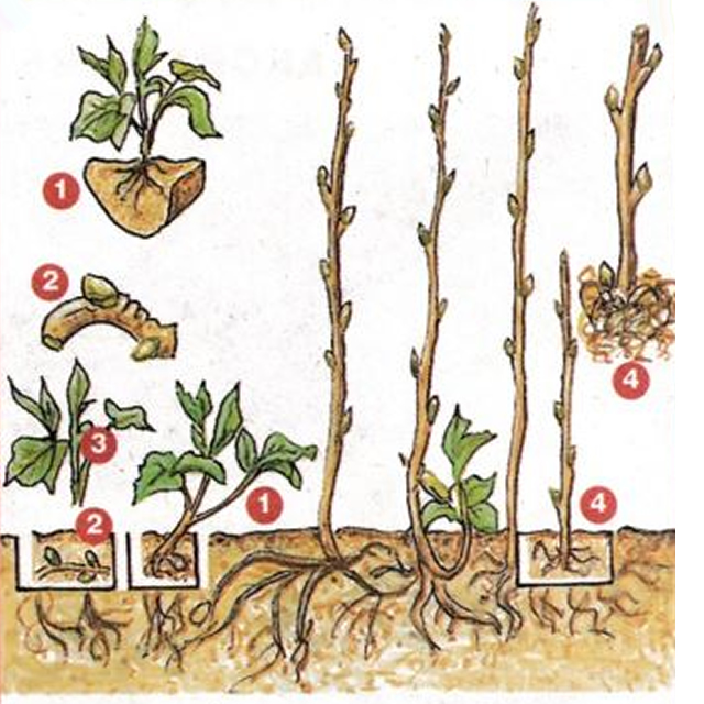 Vermehrung von Himbeeren durch Stecklinge