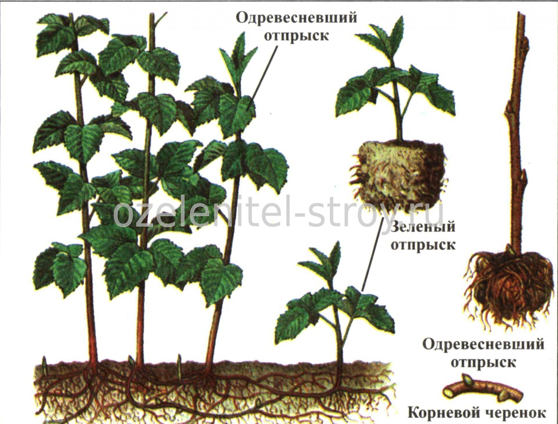 Vermehrung von Himbeeren durch Mutterwurzeln