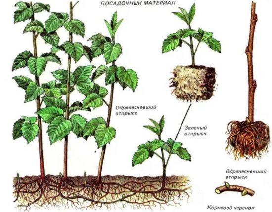 Die Vermehrung von Himbeeren durch Wurzelausläufer fördert