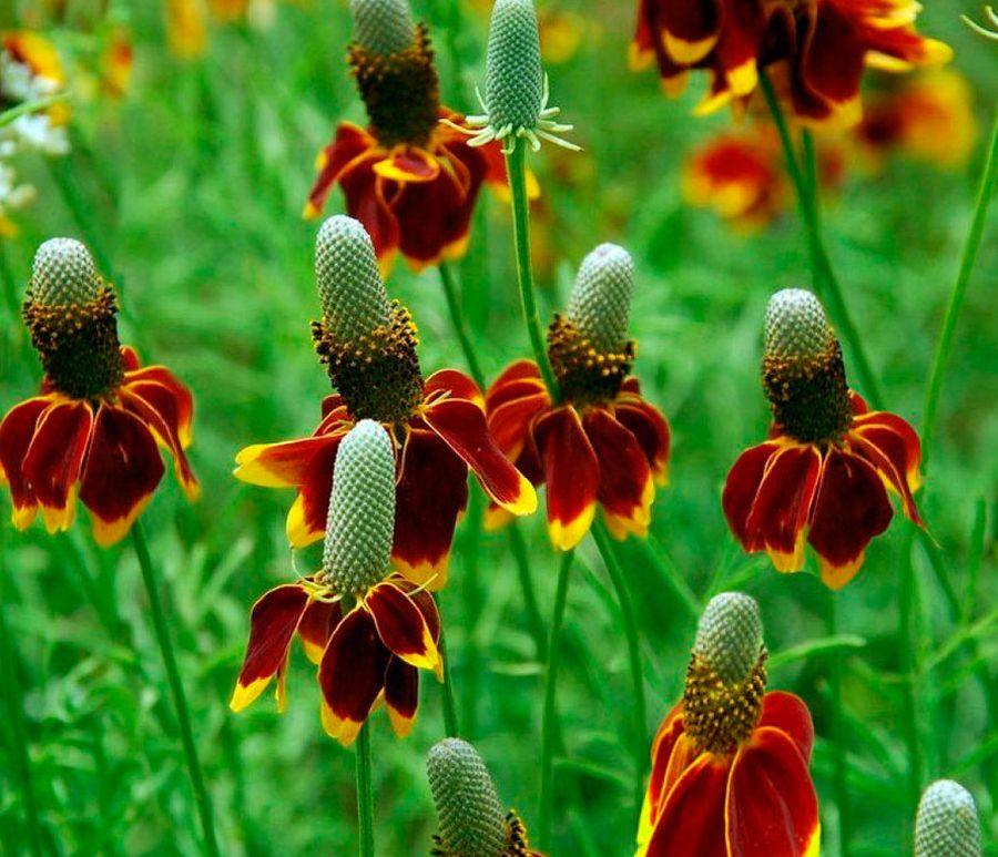 Ratibida columnifera (Mexikanischer Hut) – Anbau aus Samen