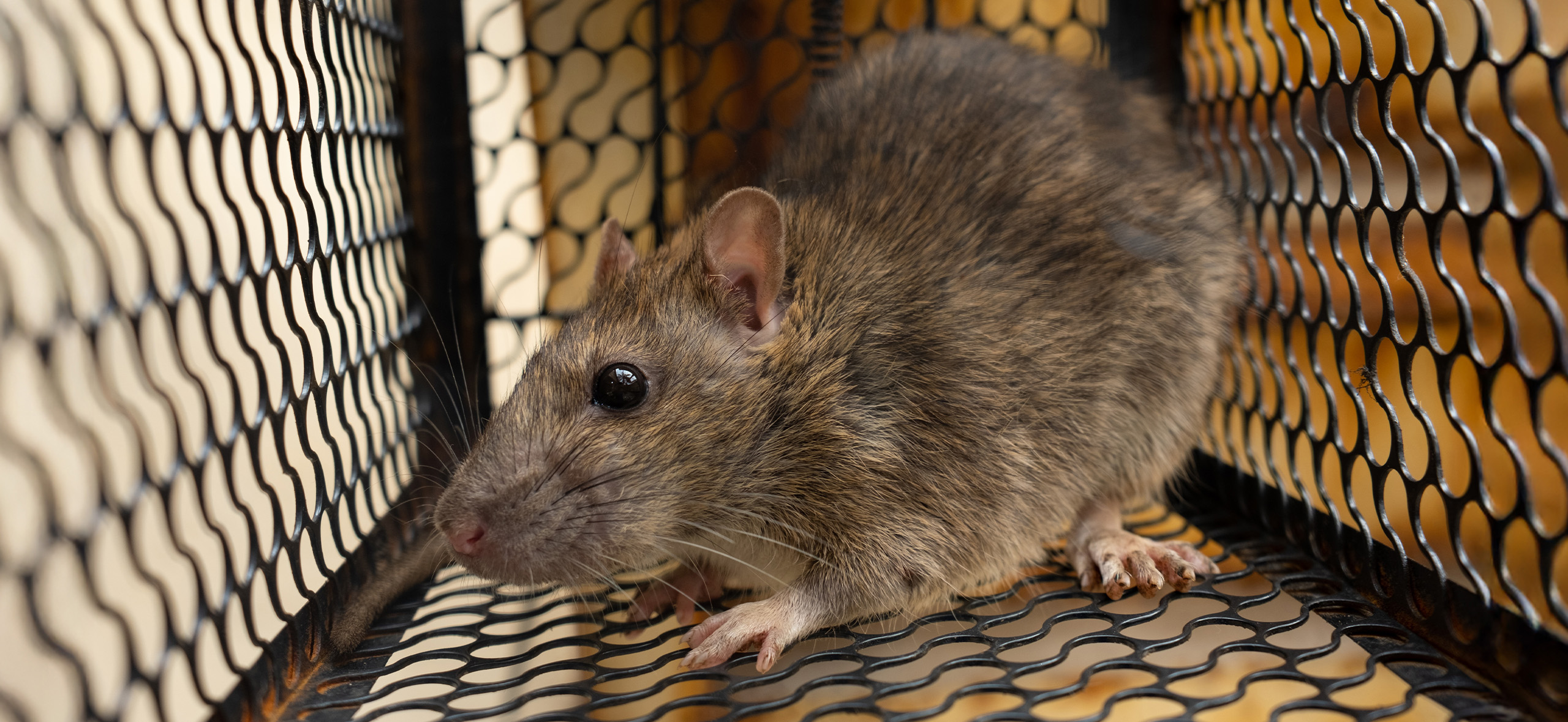 Ratten in Moskau: Wie man ungebetene Gäste ein für alle Mal loswird