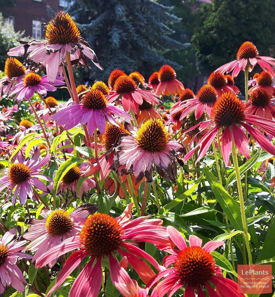 Exquisite Echinacea auf dem Foto