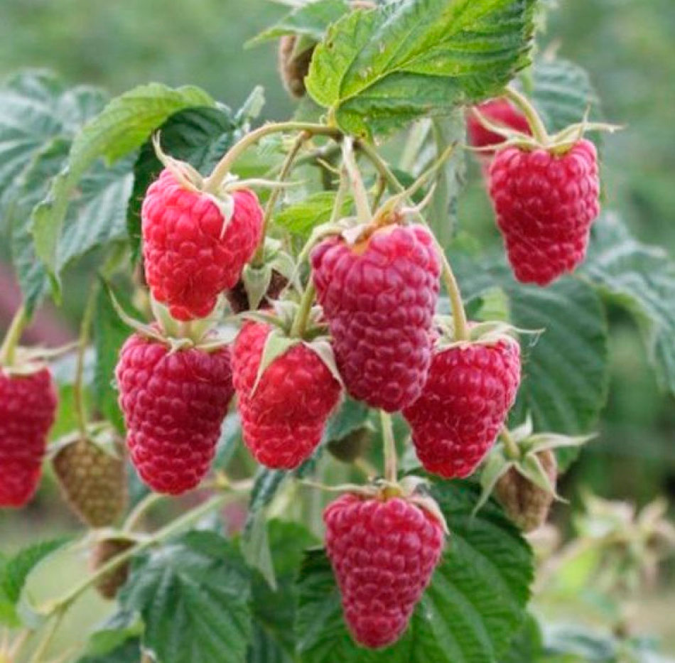 Pflege und Anbau von remontierenden Himbeeren