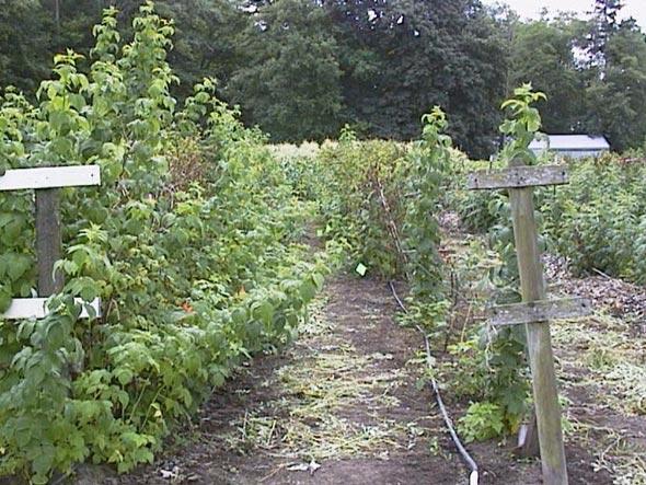 Pflanzung von remontierenden Himbeeren im Herbst