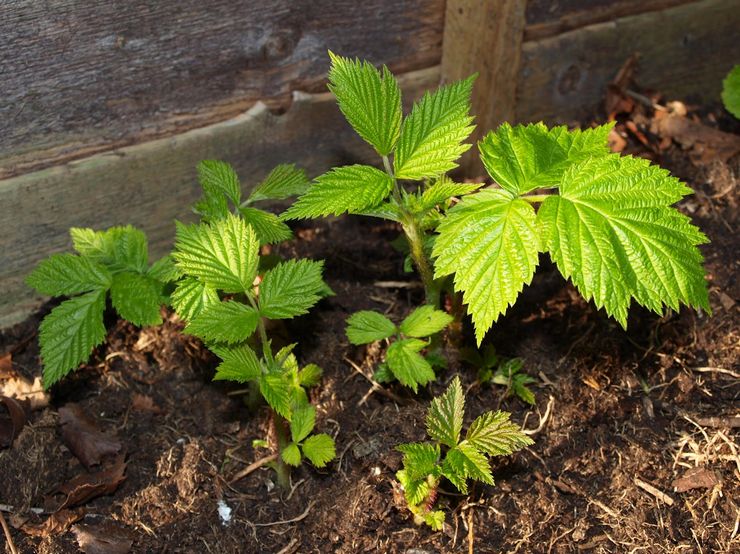Vermehrung remontierender Himbeeren im Frühjahr