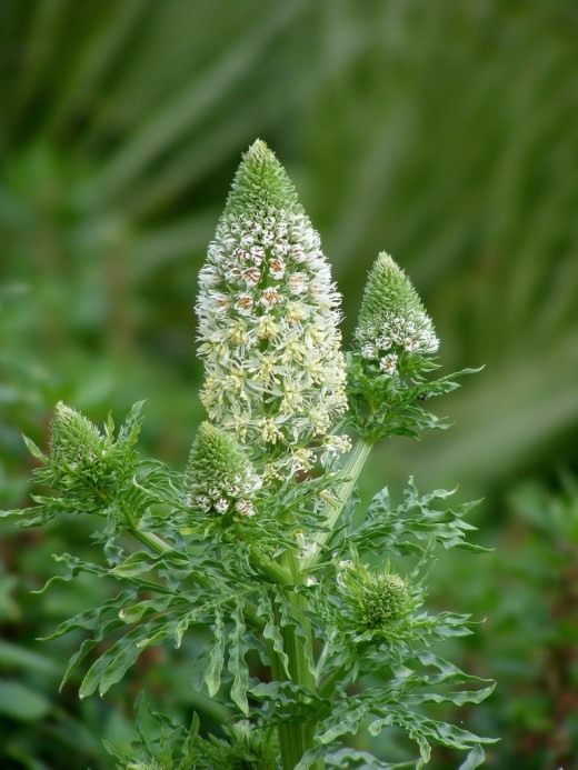 Blume Duftende Reseda