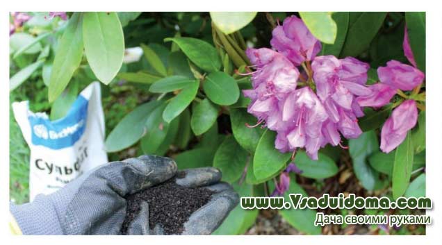Rhododendron-Pflege und Vermehrung in Sibirien