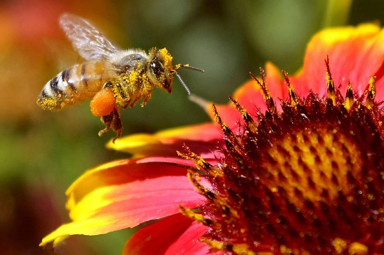 Die Rolle der Bienen bei der Bestäubung von Pflanzen