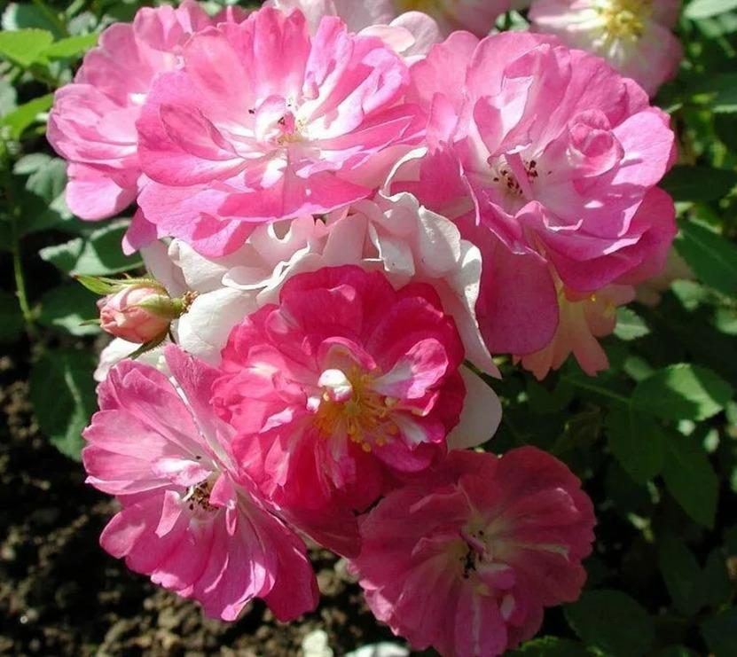 Rose 'Engelsflügel' – Überwinterung im Freiland