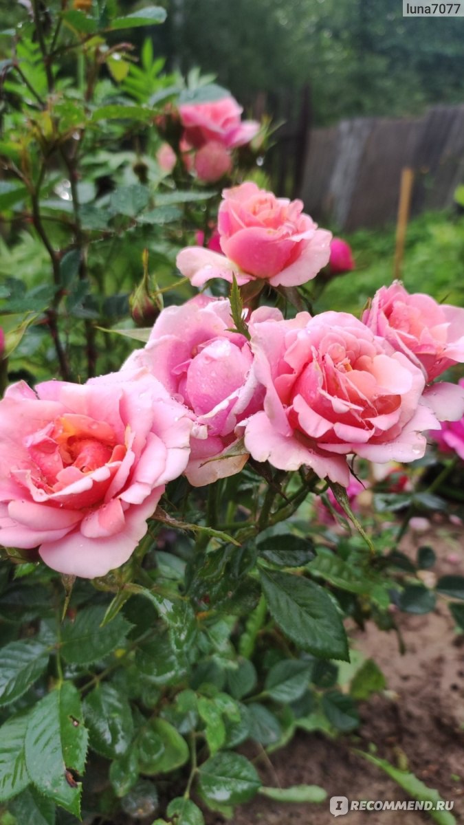 Kordana-Rose im Freiland für den Winter