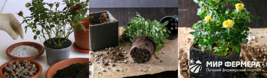 Rose Kordana Vermehrung durch Stecklinge