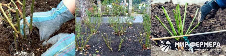 Einpflanzen von Rosenstecklingen im Herbst ins Freiland