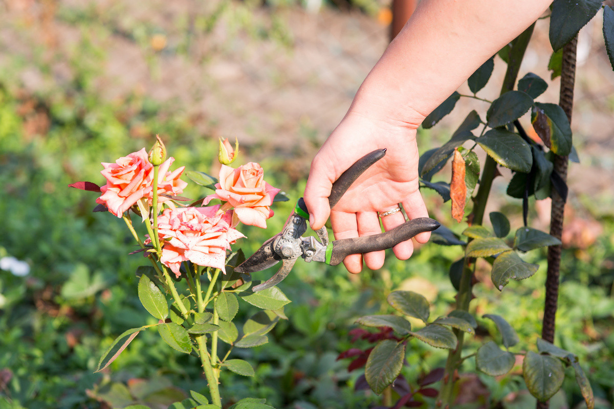 Anbautechnik für Rosen im Freiland