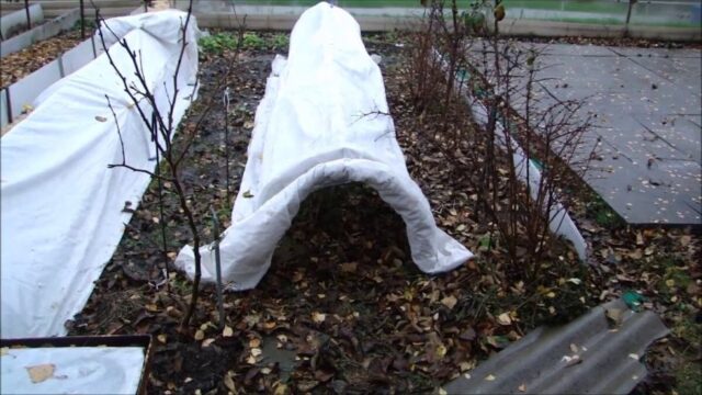 Vermehrung der Hagebutte durch Stecklinge im Herbst