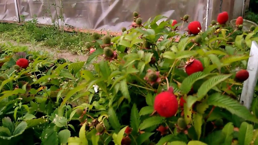 Rosenblättrige Himbeere Pflanzung und Pflege