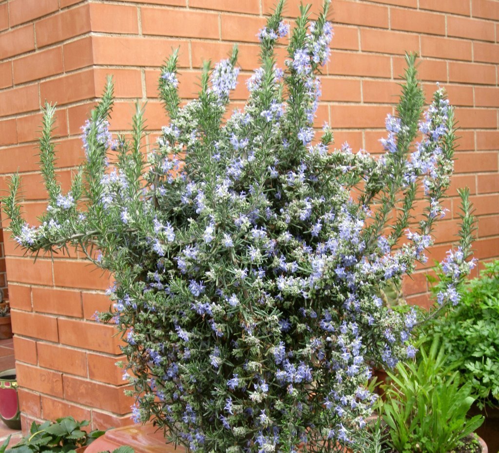 Rosmarin im Garten anbauen