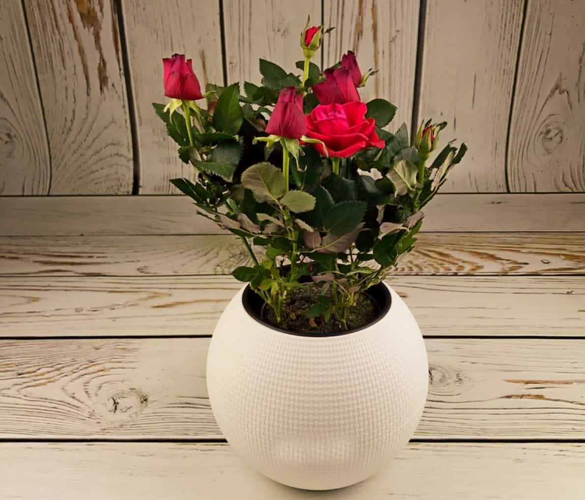Wie pflegt man Rosen im Töpfchen?