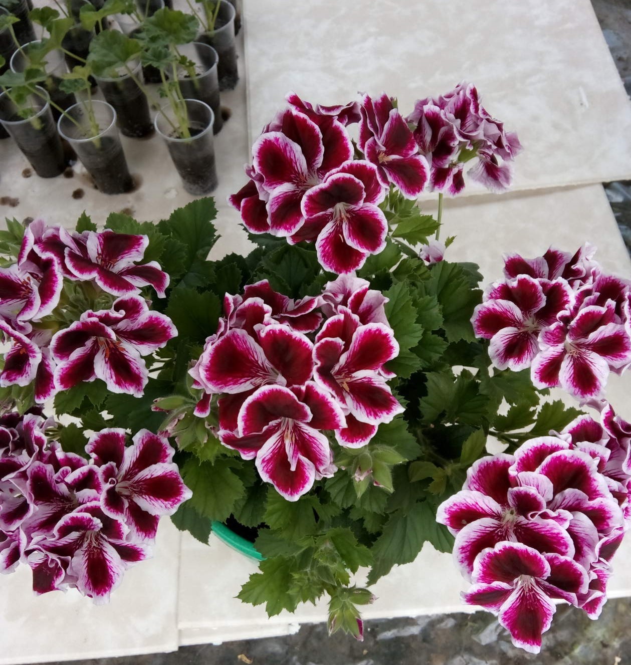 Vermehrung der Königs-Pelargonie durch Stecklinge zu Hause