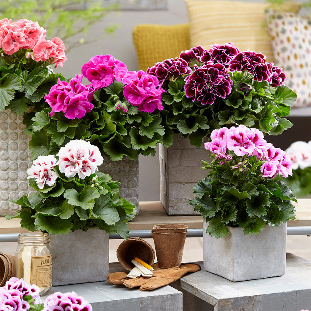 Königliche Pelargonie: Pflege und Anbau