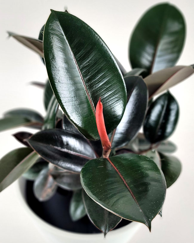 Ficus elastica Robusta Vermehrung