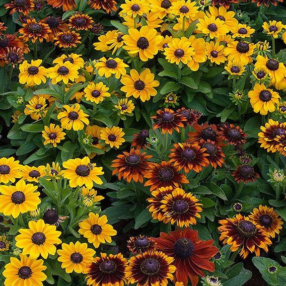 Rudbeckia Cherry Brandy Anbau aus Samen