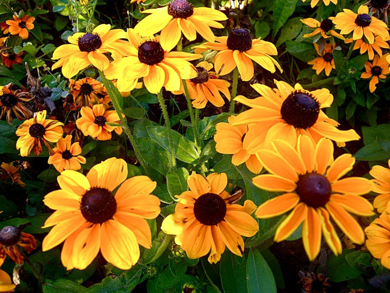 Rudbeckia hirta: Pflanzung und Pflege