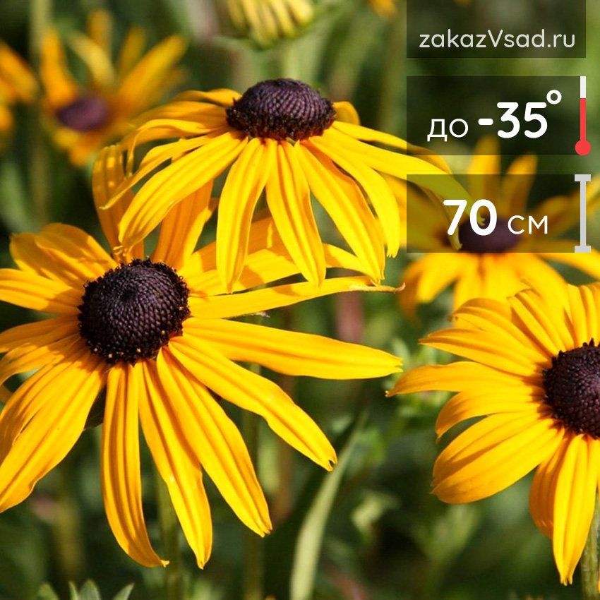 Die Rudbeckie auf dem Foto zieht viele Gärtner an.