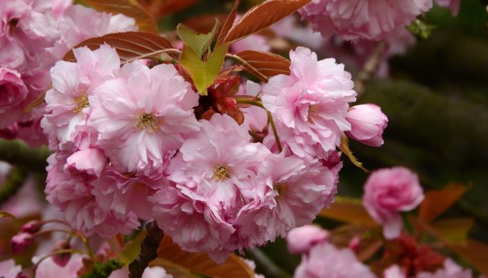 Sakura als Zimmerpflanze