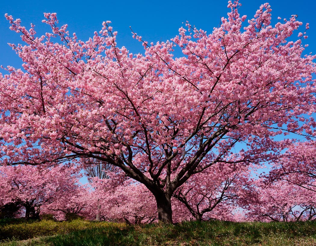 Sakura: Pflanzung und Pflege im Freiland