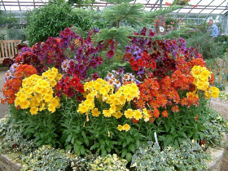 Salpiglossis: Anbau aus Samen im Haus