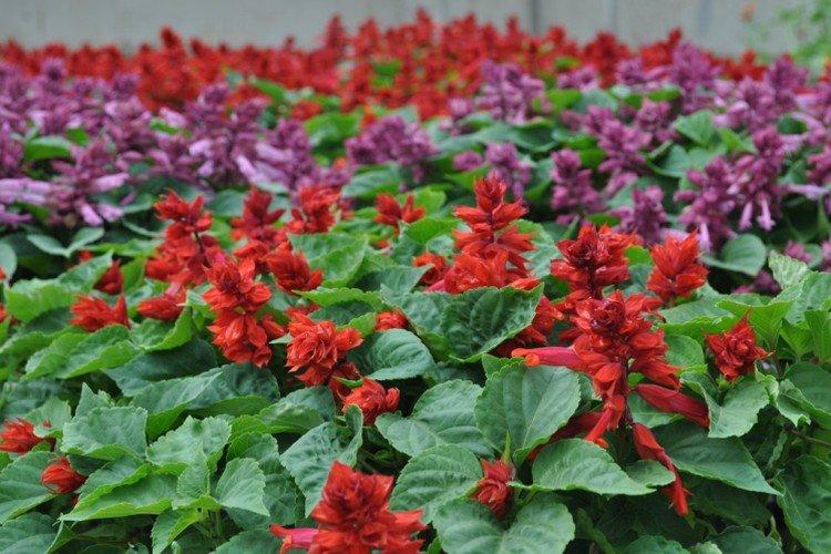 Salvia pflanzen und pflegen