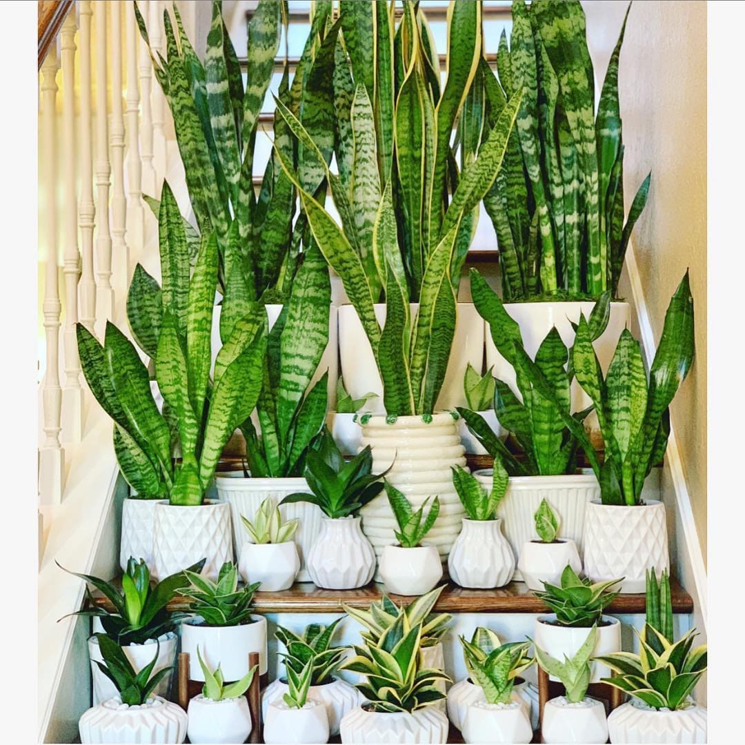 Sansevieria: Pflege und Vermehrung zu Hause