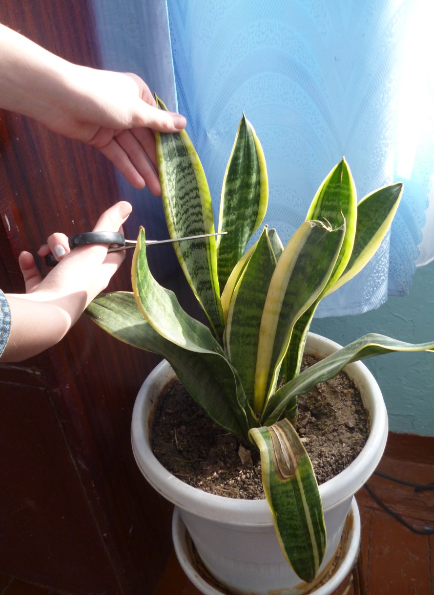 Vermehrung von Sansevieria durch Blattstecklinge