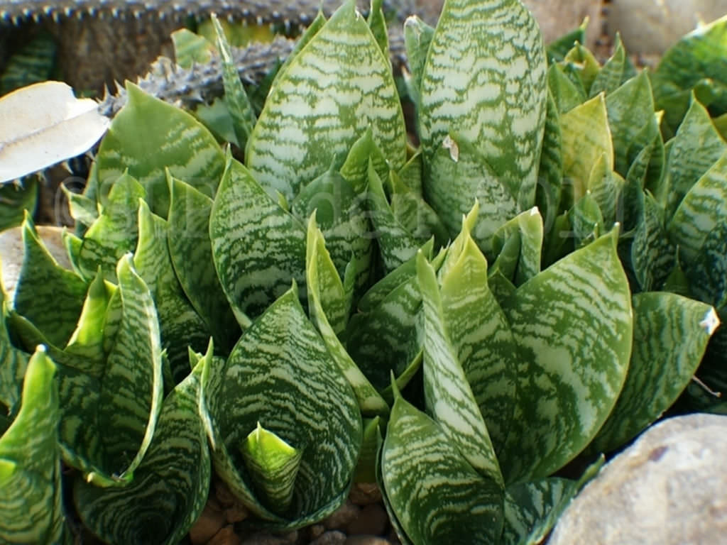 Sansevieria-Vermehrung durch Blatt