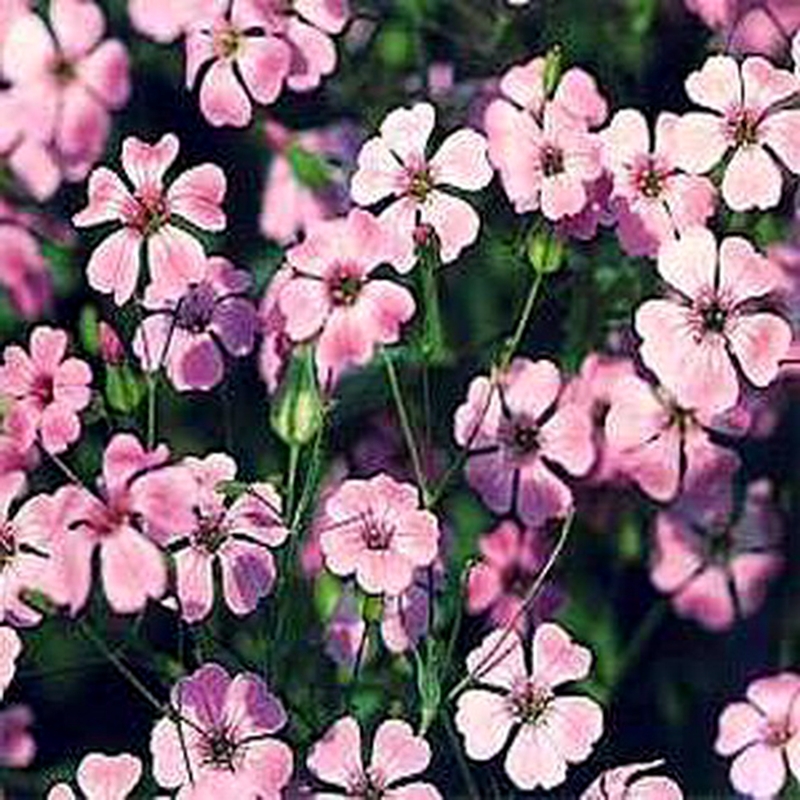 Saponaria – Anbau aus Samen