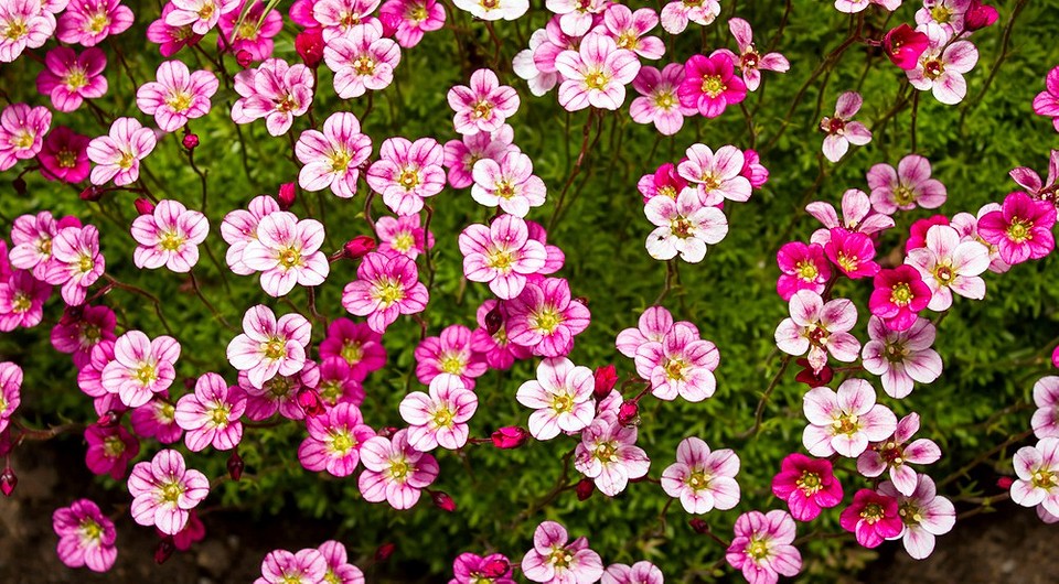 Die Steinbrech-Blume und ihr Anbau