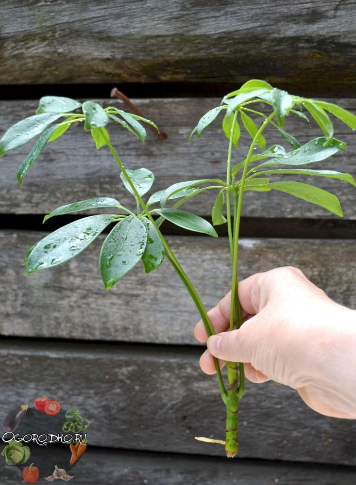 Vermehrung der Schefflera