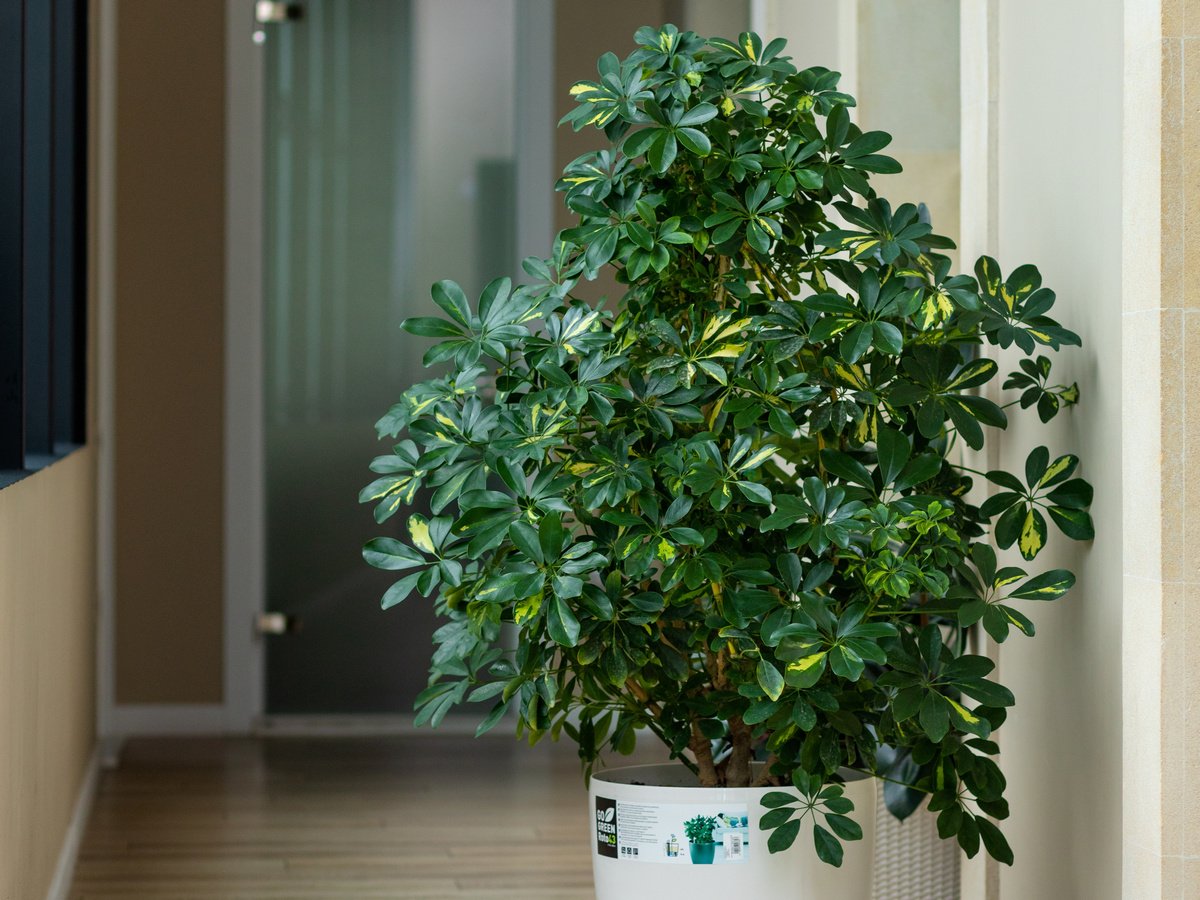 Wie pflegt man die Schefflera?