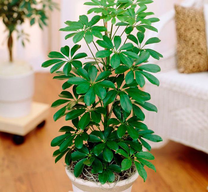 Die Schefflera-Pflanze in der Wohnung