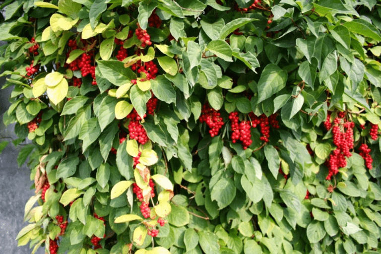 Schisandra – Anbau und Pflege