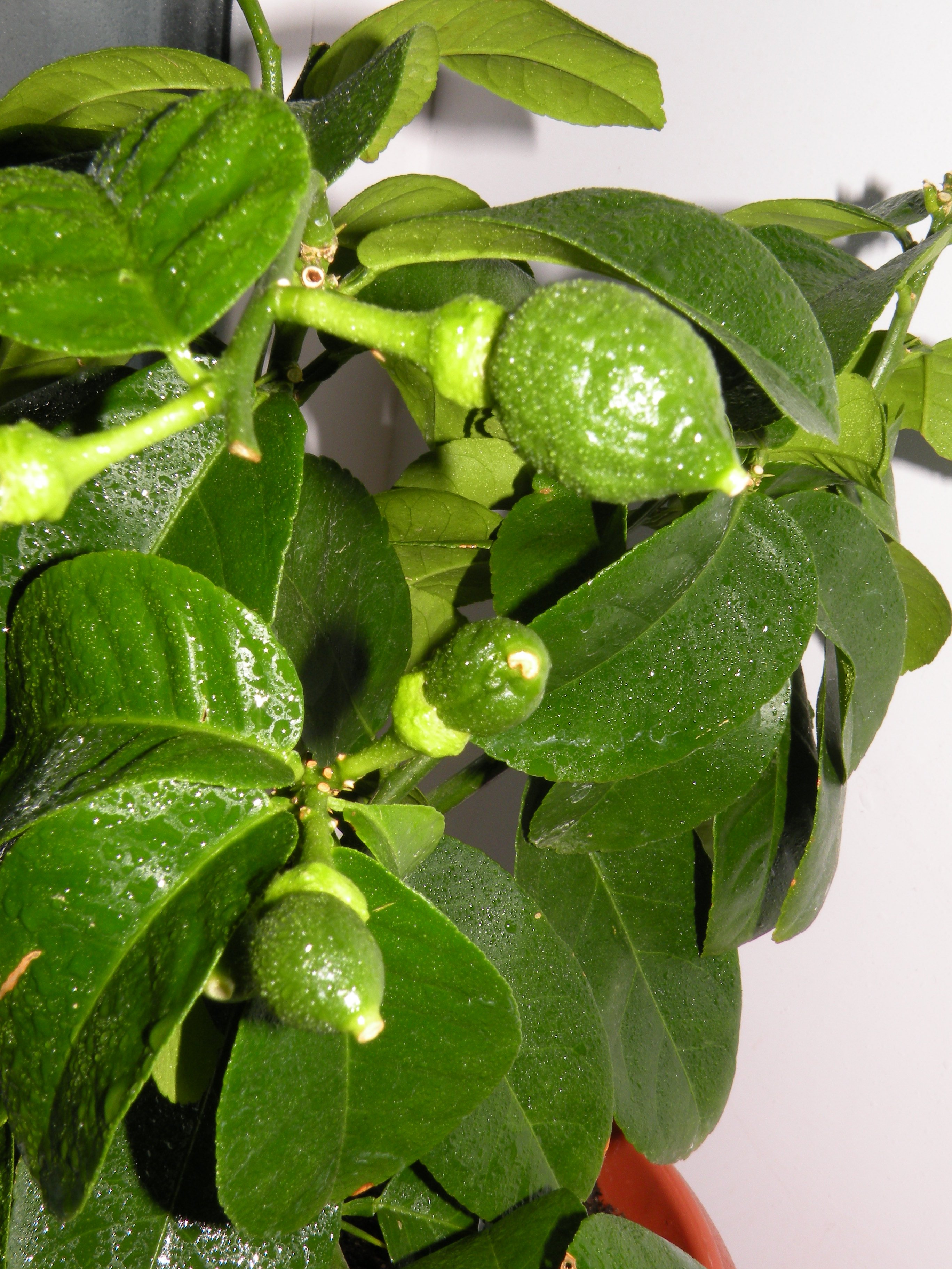 Schisandra als Zimmerpflanze
