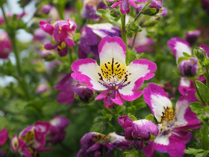 Schizanthus Engelsflügel Anzucht aus Samen
